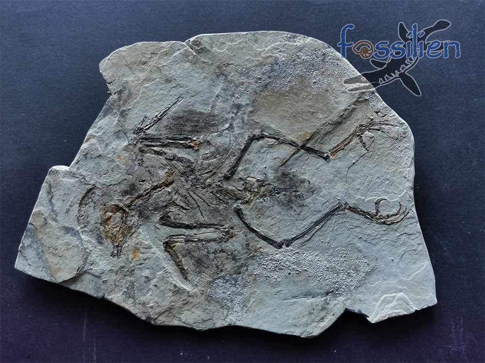 Extremely Rare Bird skeleton Fossil - 180×130×6 mm
