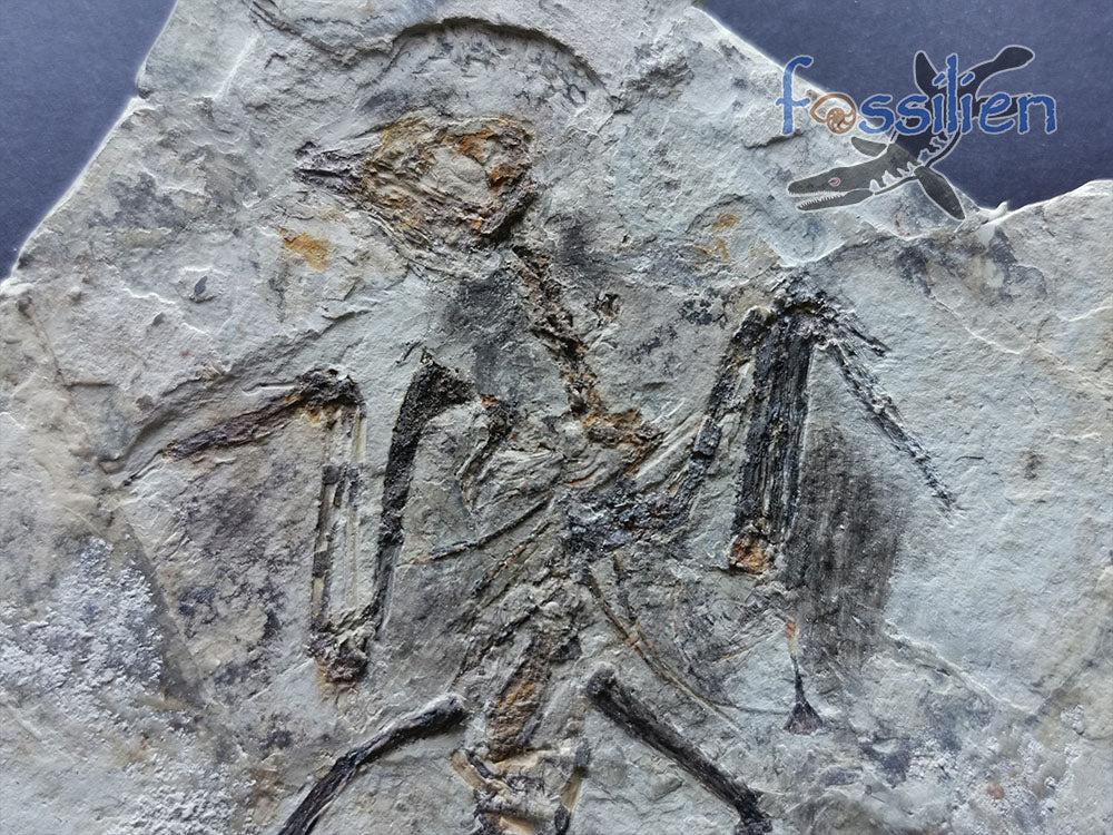 Extremely Rare Bird skeleton Fossil - 180×130×6 mm