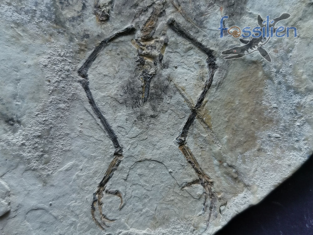 Extremely Rare Bird skeleton Fossil - 180×130×6 mm