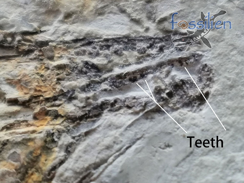 Extremely Rare Bird skeleton Fossil - 180×130×6 mm