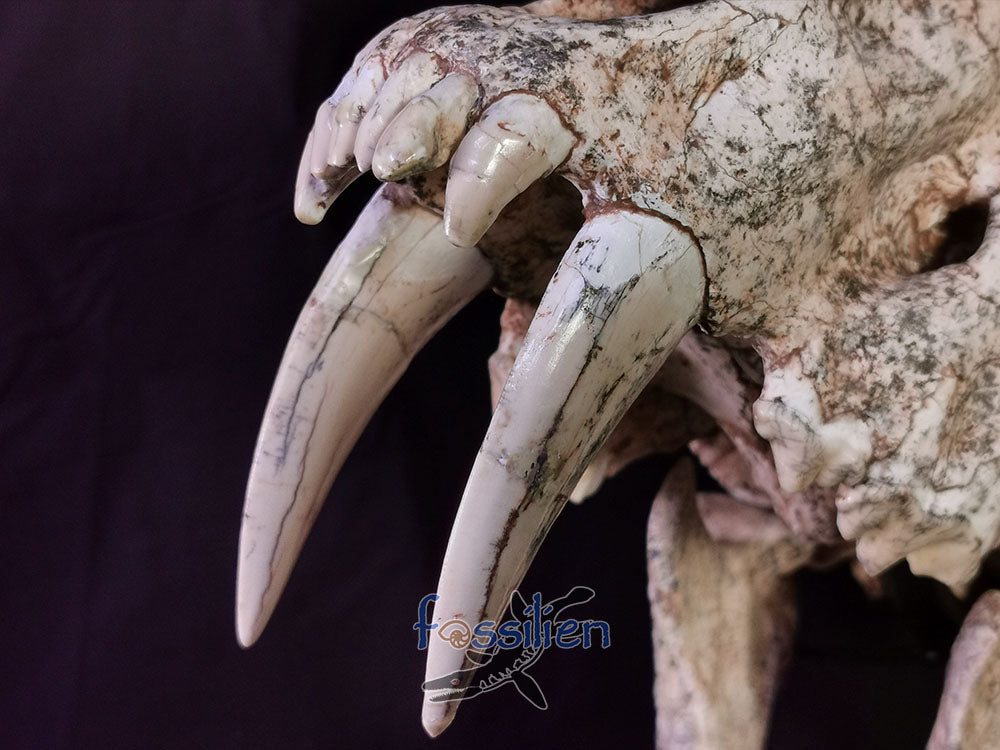 Museum Grade Sabre Toothed Cat Skull Fossil - Machairodus Giganteus