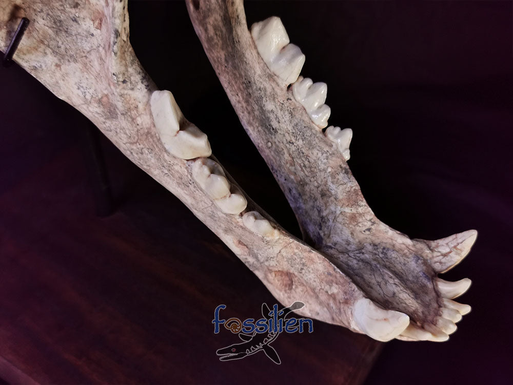 Museum Grade Sabre Toothed Cat Skull Fossil - Machairodus Giganteus
