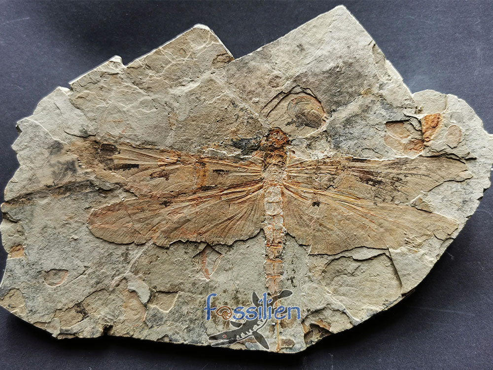 Rare Dragonfly fossil on matrix - Sinaeschnidia Heishankowensis