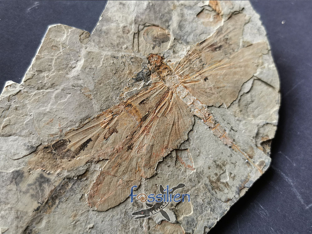 Rare Dragonfly fossil on matrix - Sinaeschnidia Heishankowensis