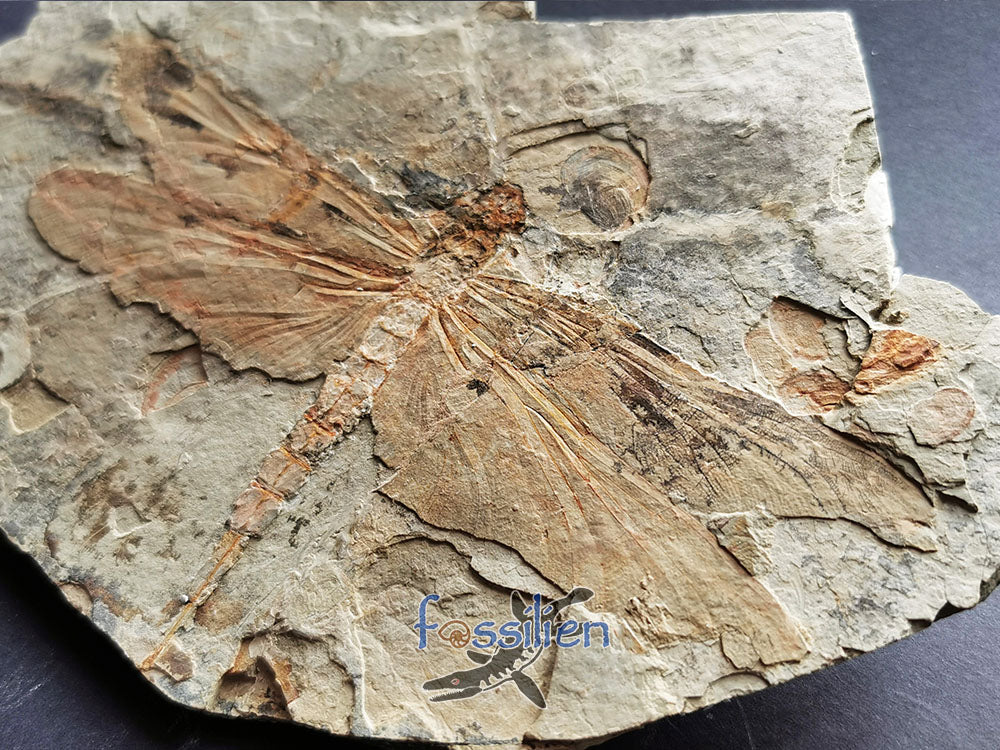 Rare Dragonfly fossil on matrix - Sinaeschnidia Heishankowensis