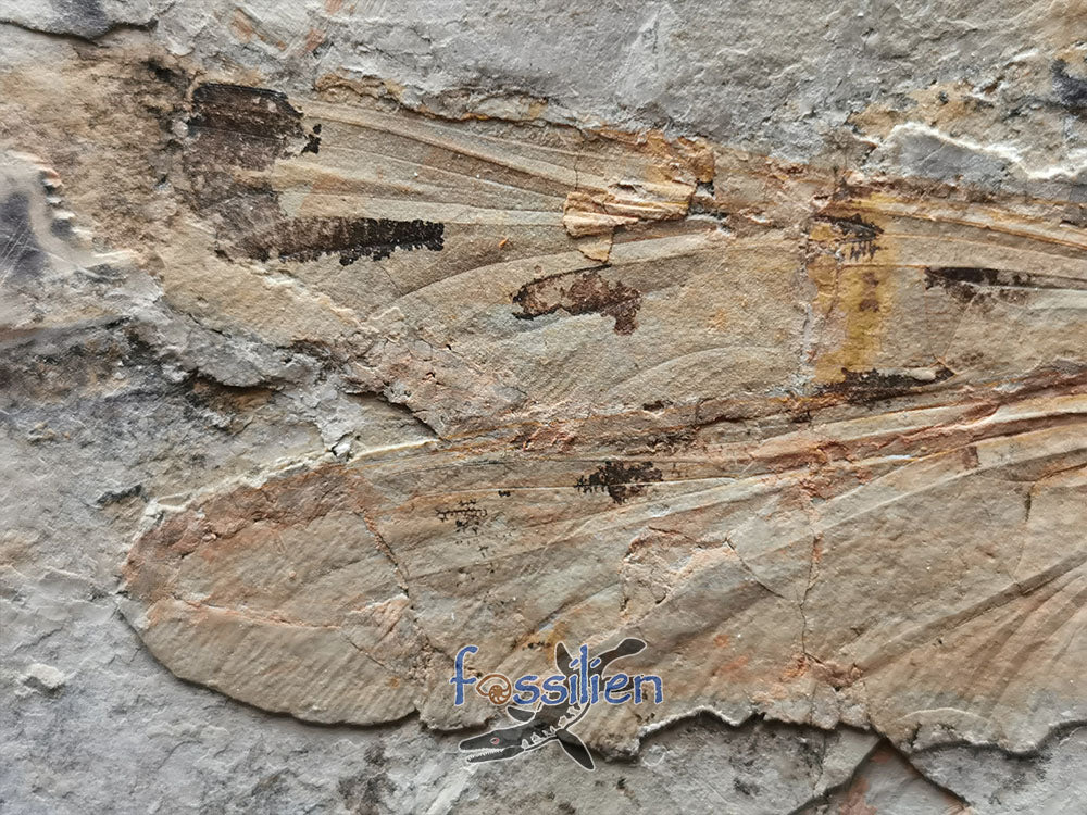 Rare Dragonfly fossil on matrix - Sinaeschnidia Heishankowensis