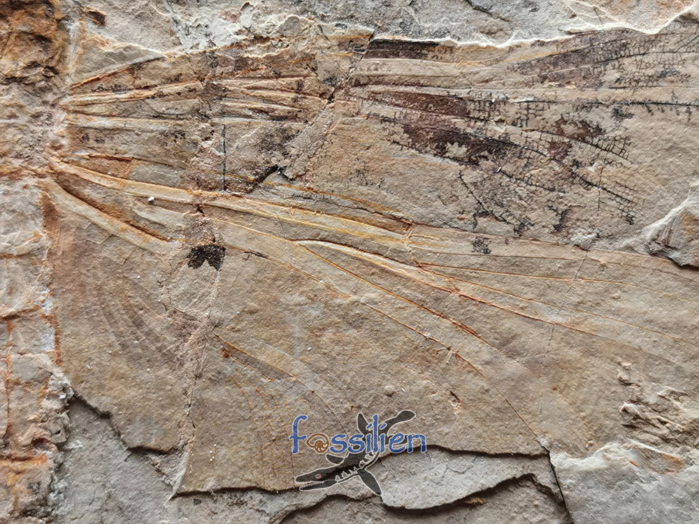 Rare Dragonfly fossil on matrix - Sinaeschnidia Heishankowensis