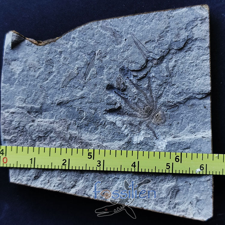 Rare Spider fossil from Lower Cretaceous