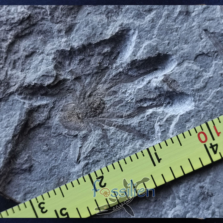 Rare Spider fossil from Lower Cretaceous