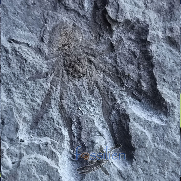 Rare Spider fossil from Lower Cretaceous