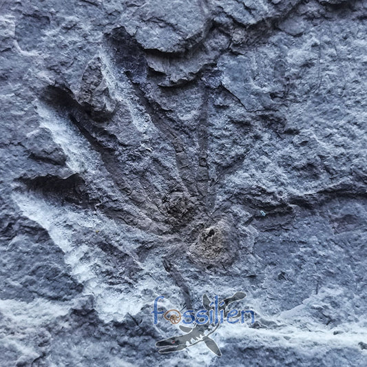 Rare Spider fossil from Lower Cretaceous