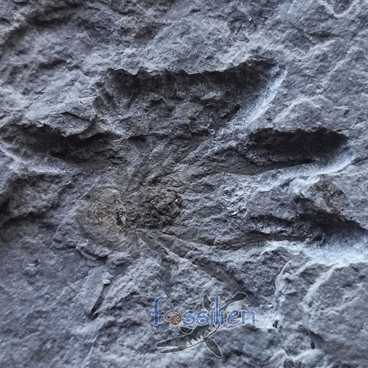 Rare Spider fossil from Lower Cretaceous