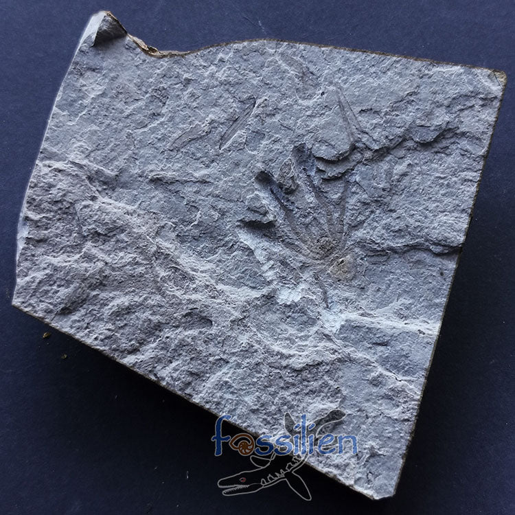 Rare Spider fossil from Lower Cretaceous