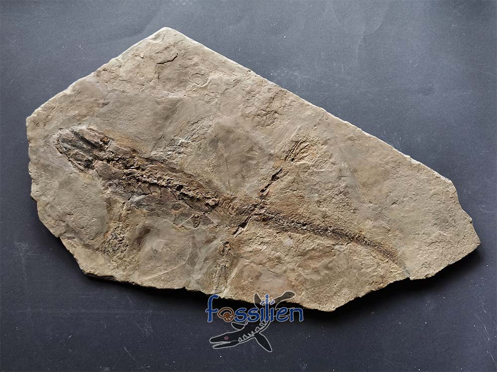 Salamander Fossil skeleton with Skin from lower Cretaceous - 360×210×7 mm