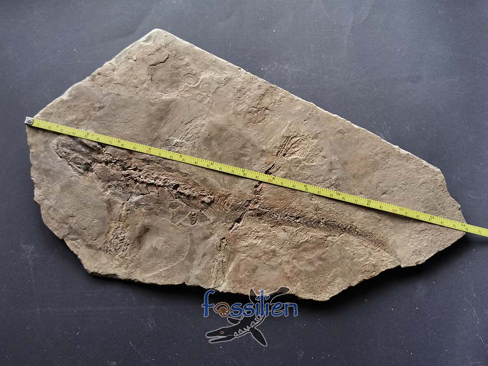 Salamander Fossil skeleton with Skin from lower Cretaceous - 360×210×7 mm