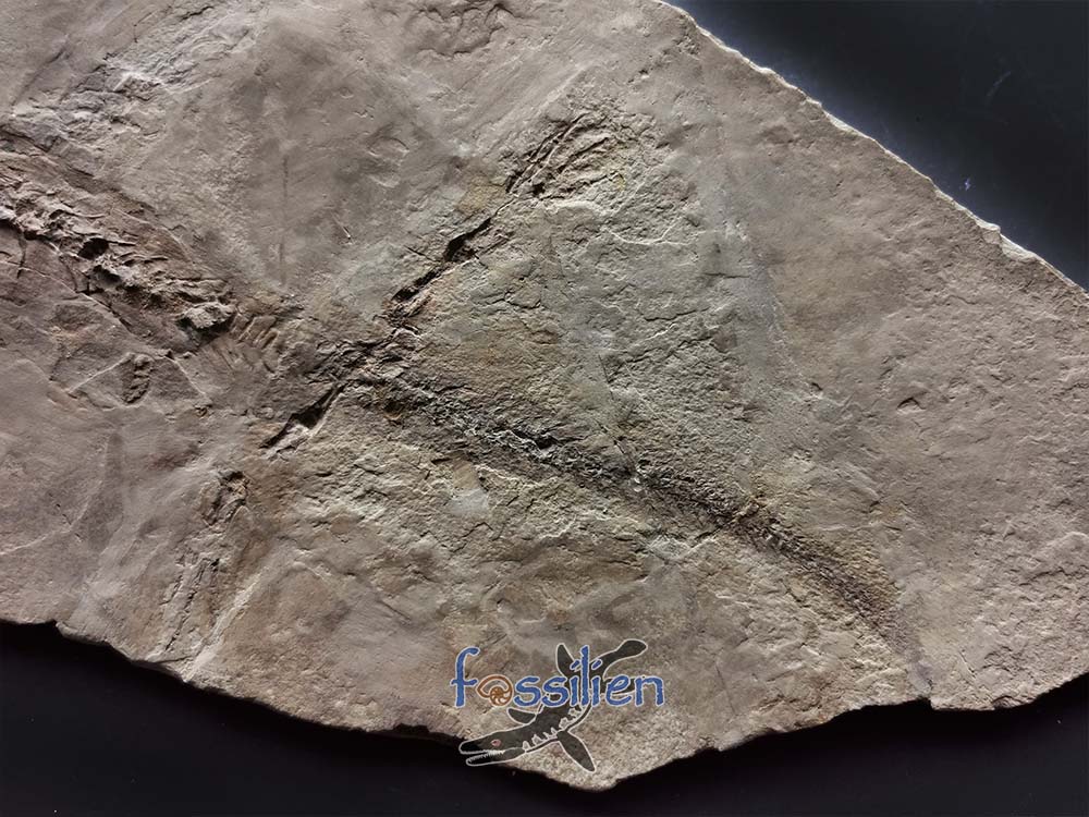 Salamander Fossil skeleton with Skin from lower Cretaceous - 360×210×7 mm