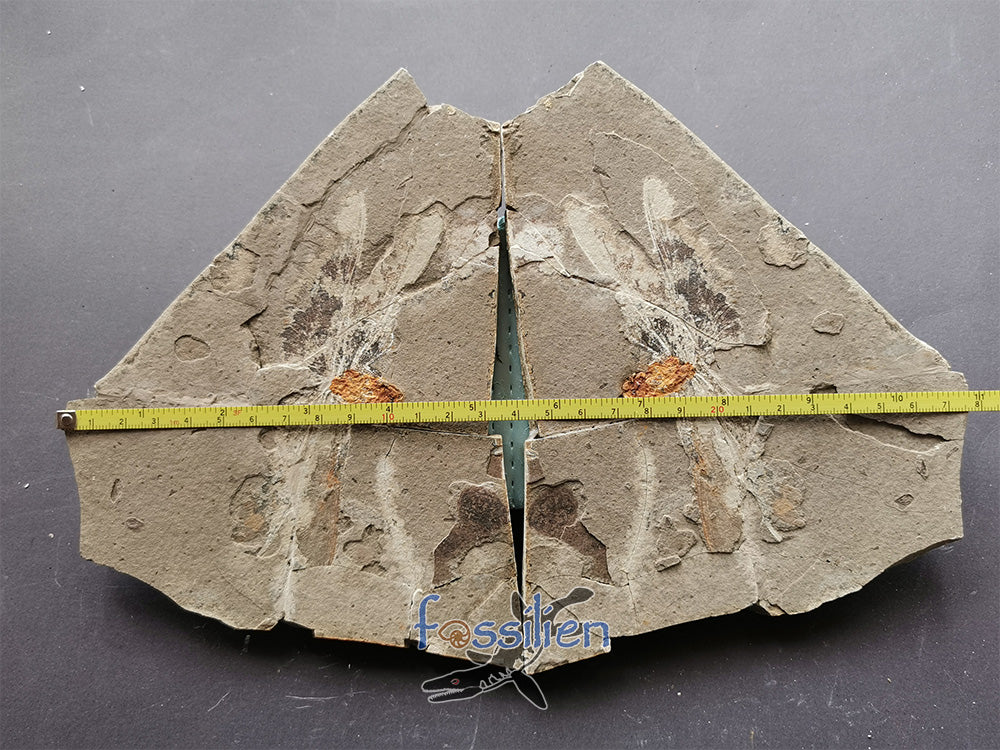 Rare Dragonfly Fossil Pair from Lower Cretaceous