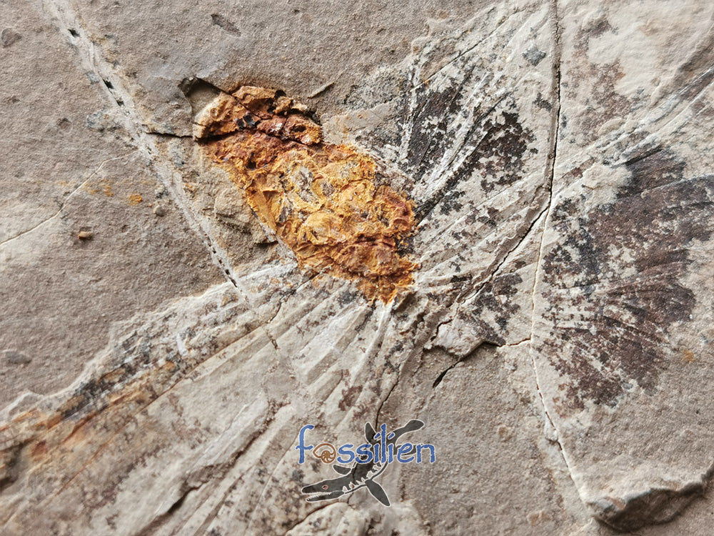 Rare Dragonfly Fossil Pair from Lower Cretaceous
