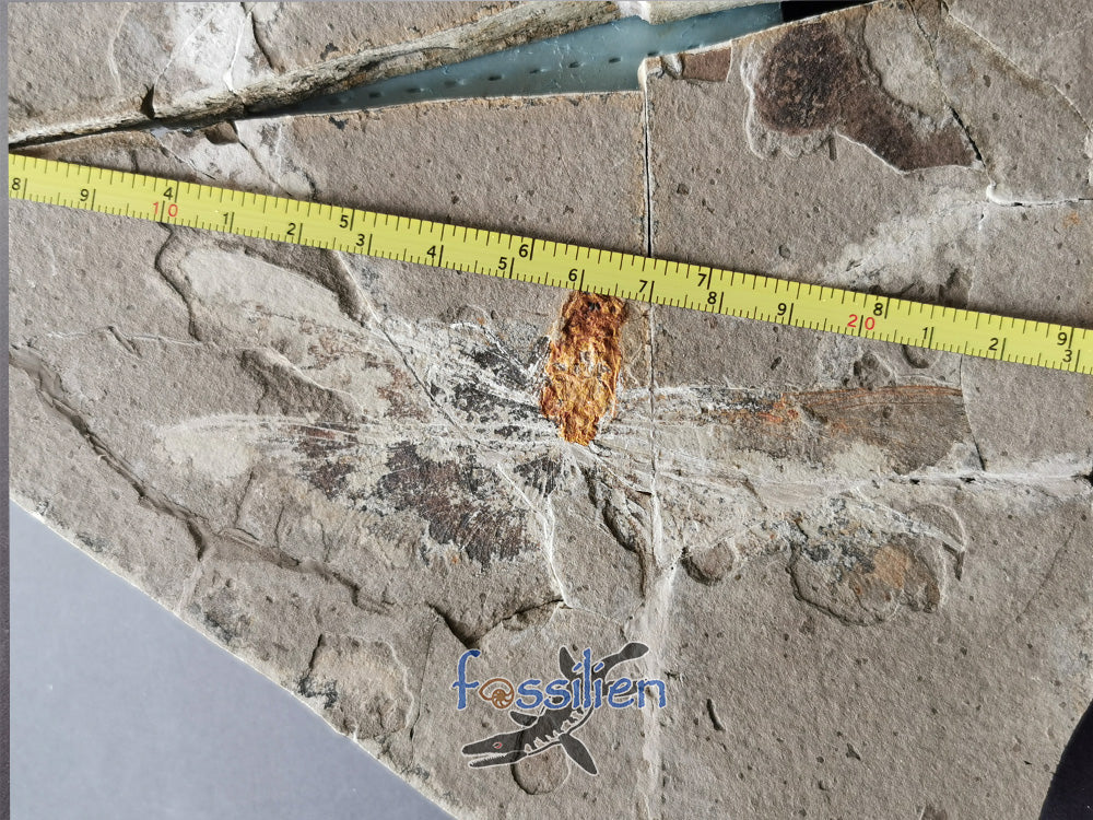 Rare Dragonfly Fossil Pair from Lower Cretaceous