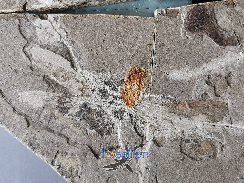 Rare Dragonfly Fossil Pair from Lower Cretaceous