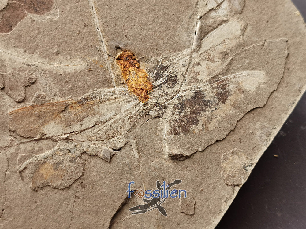 Rare Dragonfly Fossil Pair from Lower Cretaceous
