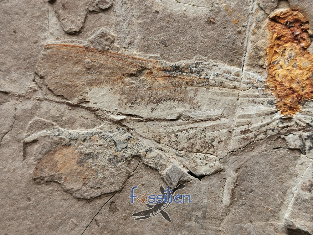 Rare Dragonfly Fossil Pair from Lower Cretaceous