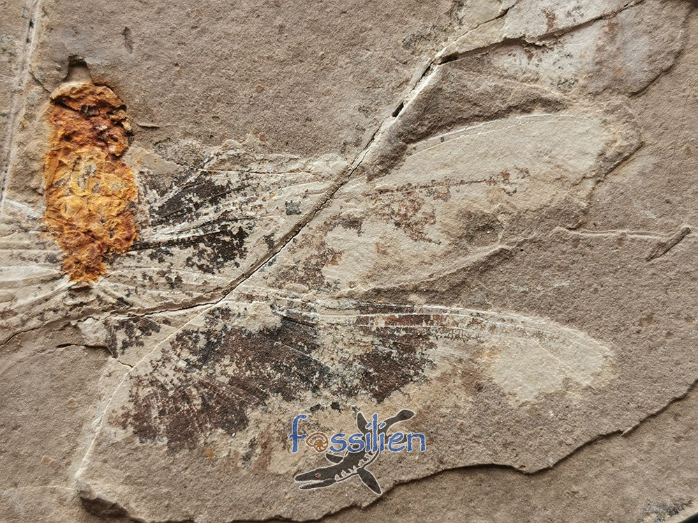 Rare Dragonfly Fossil Pair from Lower Cretaceous