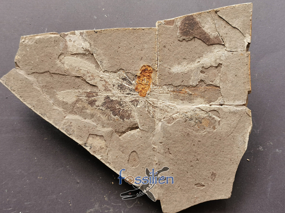 Rare Dragonfly Fossil Pair from Lower Cretaceous