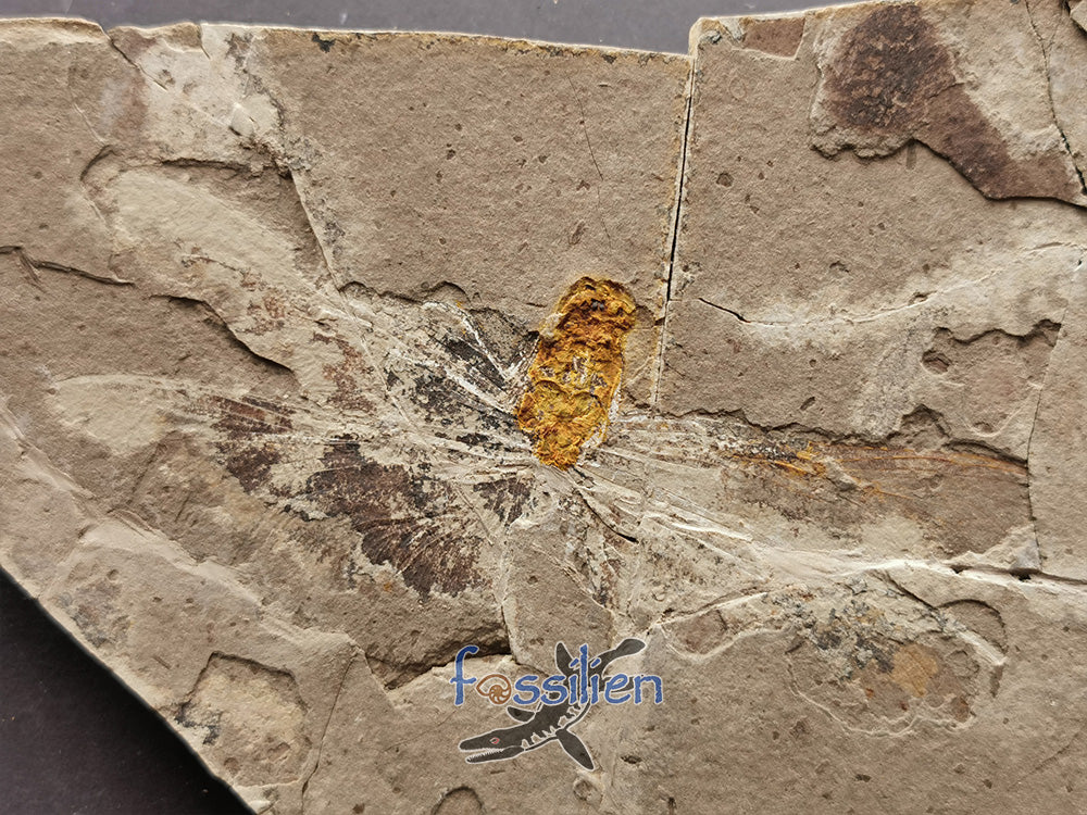 Rare Dragonfly Fossil Pair from Lower Cretaceous