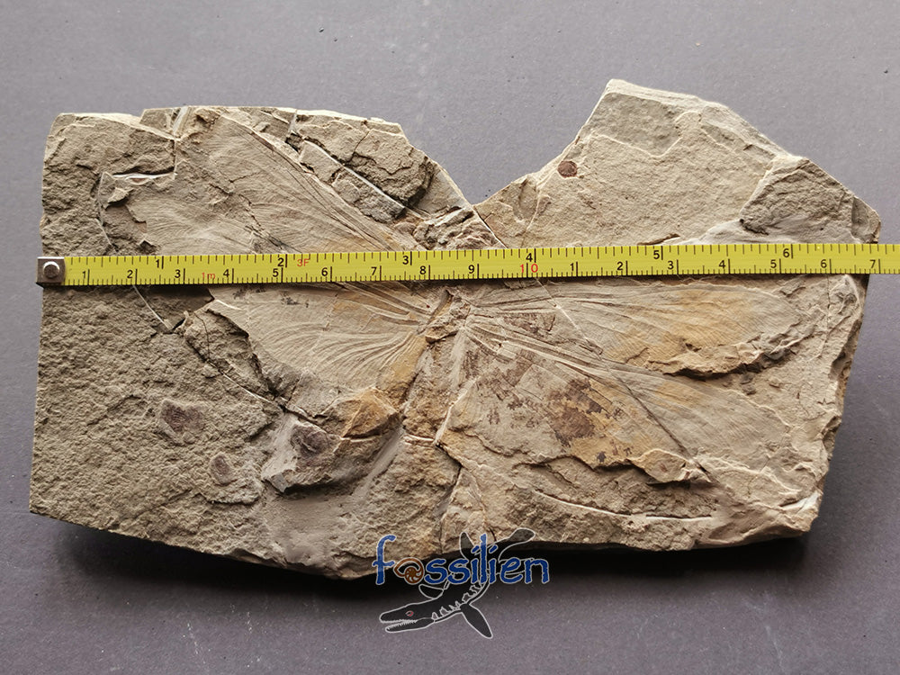 Dragonfly fossil from Lower Cretaceous