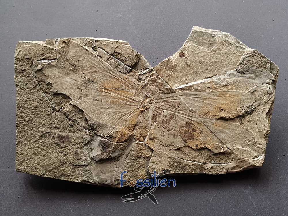 Dragonfly fossil from Lower Cretaceous