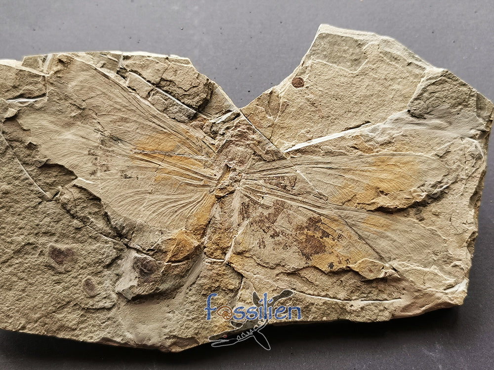 Dragonfly fossil from Lower Cretaceous