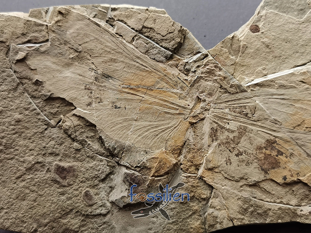 Dragonfly fossil from Lower Cretaceous