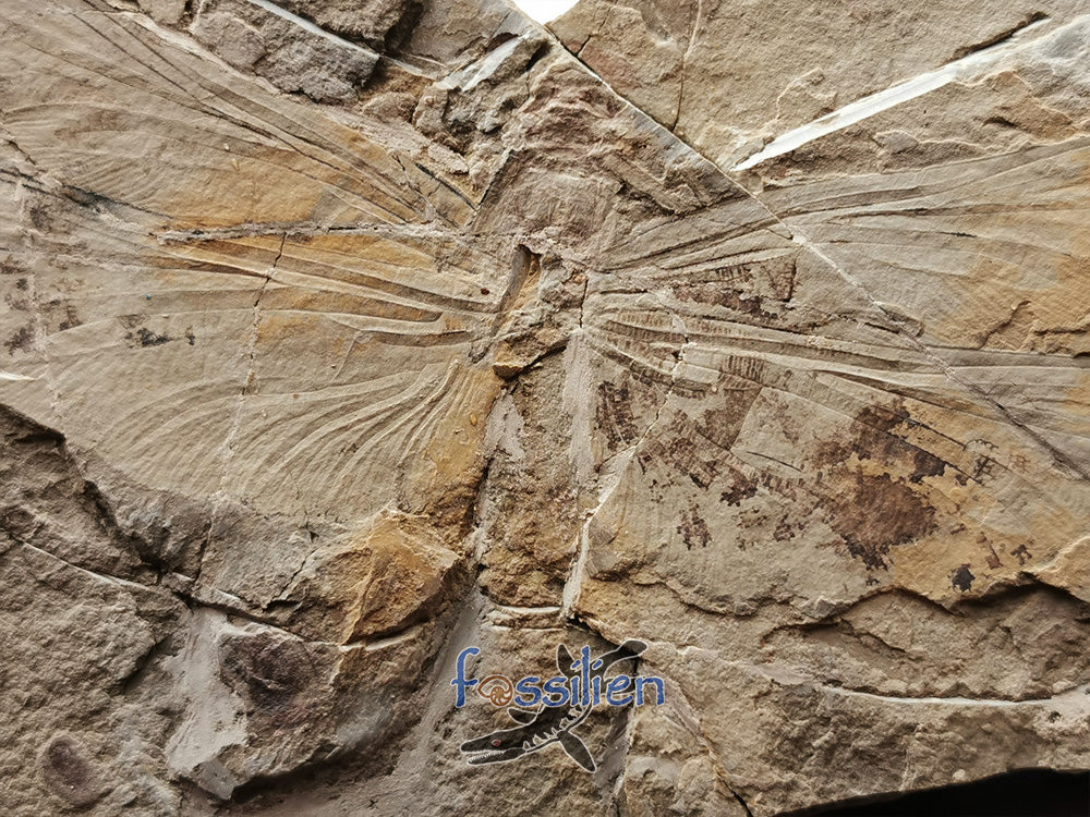 Dragonfly fossil from Lower Cretaceous