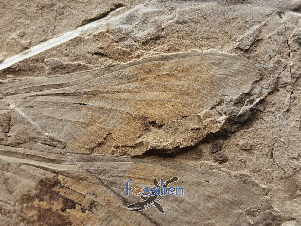 Dragonfly fossil from Lower Cretaceous