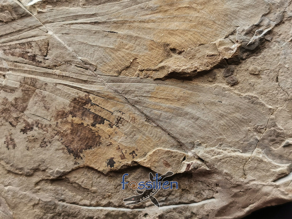 Dragonfly fossil from Lower Cretaceous