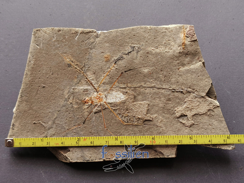 125 million years old Water Sprider fossil