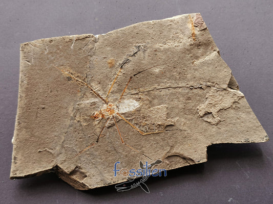 125 million years old Water Sprider fossil