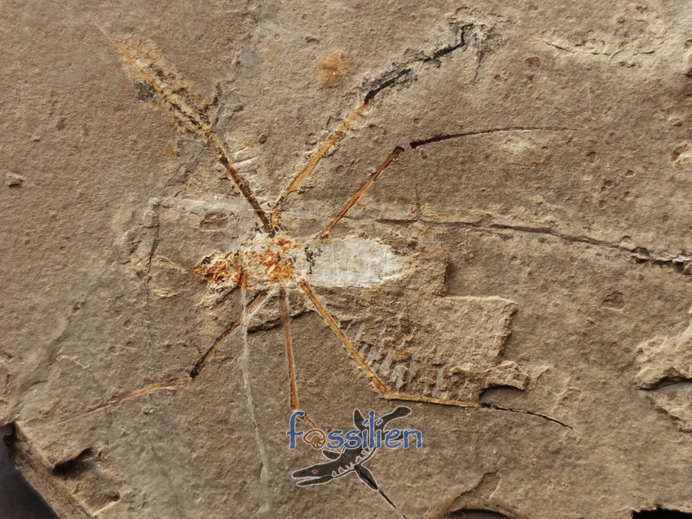125 million years old Water Sprider fossil