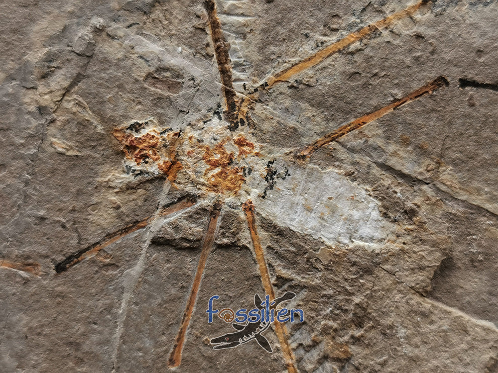 125 million years old Water Sprider fossil