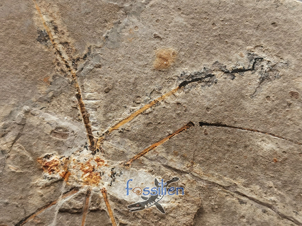 125 million years old Water Sprider fossil