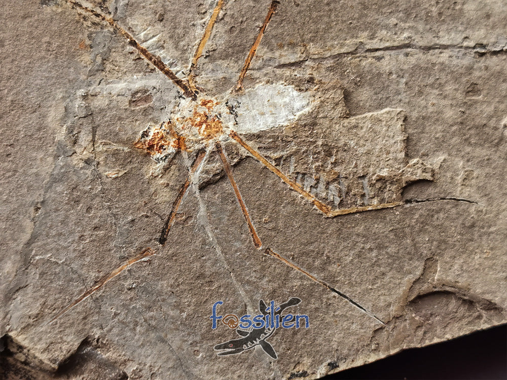 125 million years old Water Sprider fossil