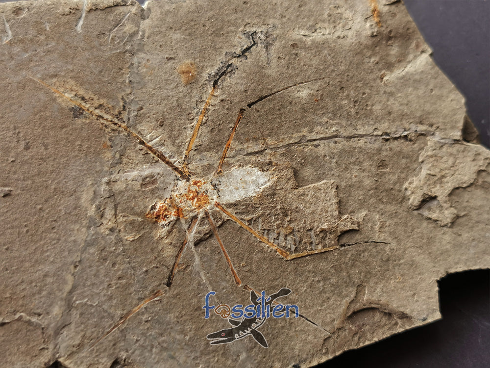 125 million years old Water Sprider fossil
