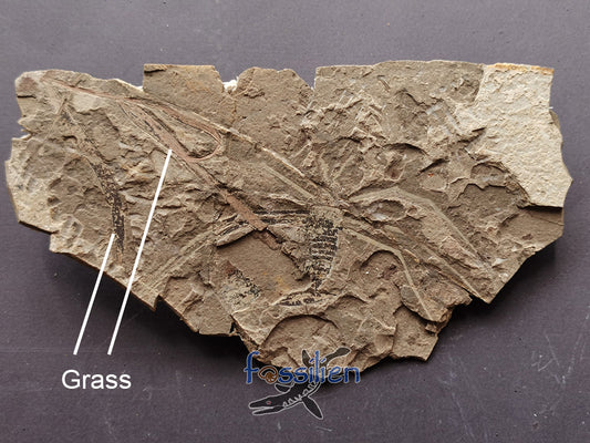 Water Sprider fossil with Plant from Lower Cretaceous