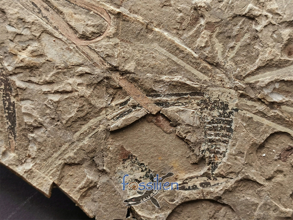 Water Sprider fossil with Plant from Lower Cretaceous