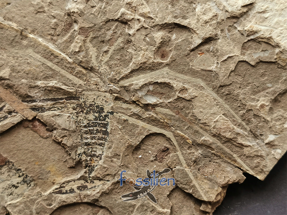 Water Sprider fossil with Plant from Lower Cretaceous