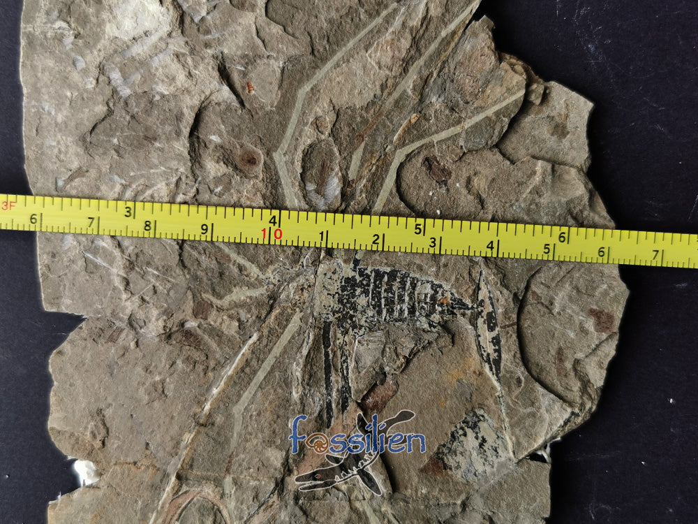 Water Sprider fossil with Plant from Lower Cretaceous
