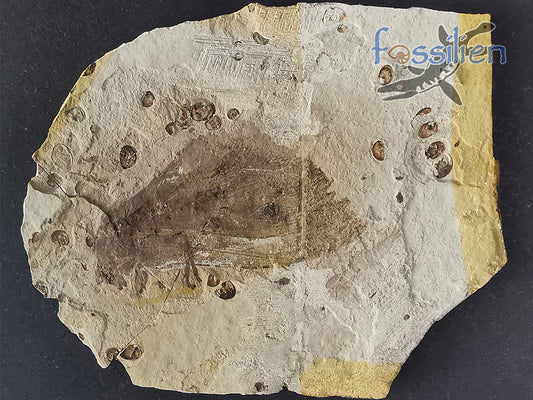 Moth fossil from Lower Cretaceous
