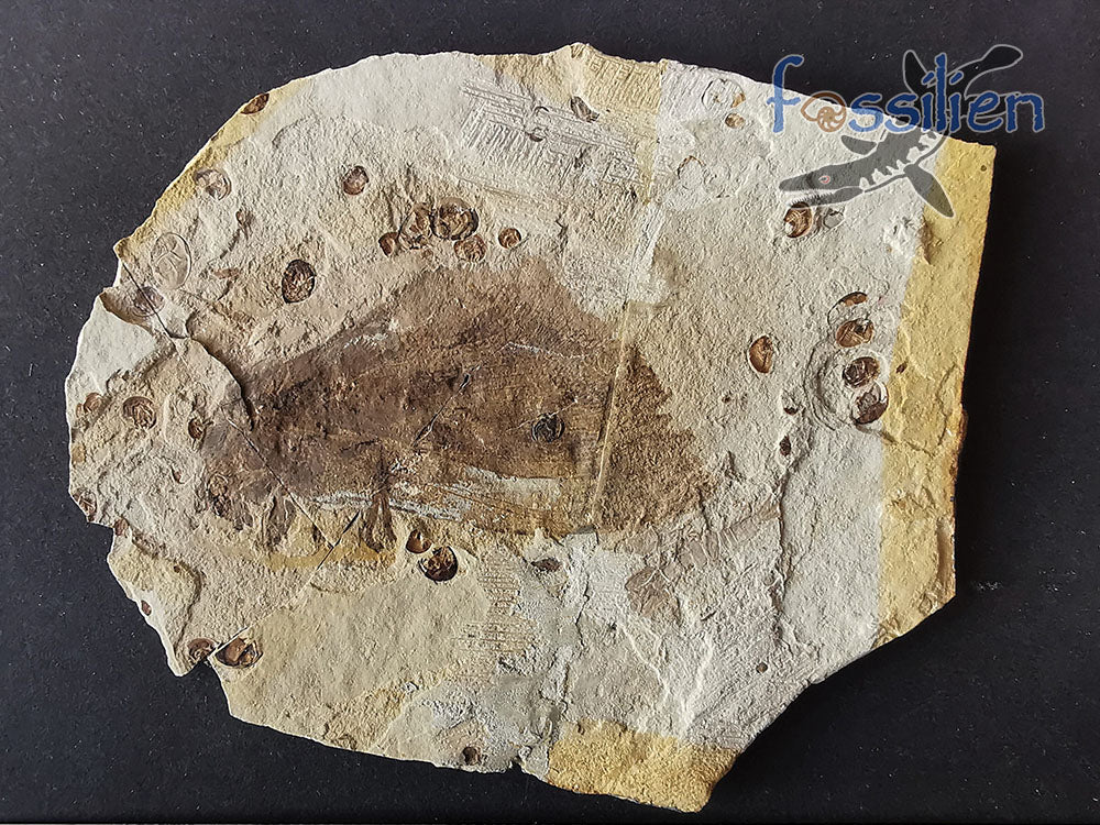 Moth fossil from Lower Cretaceous