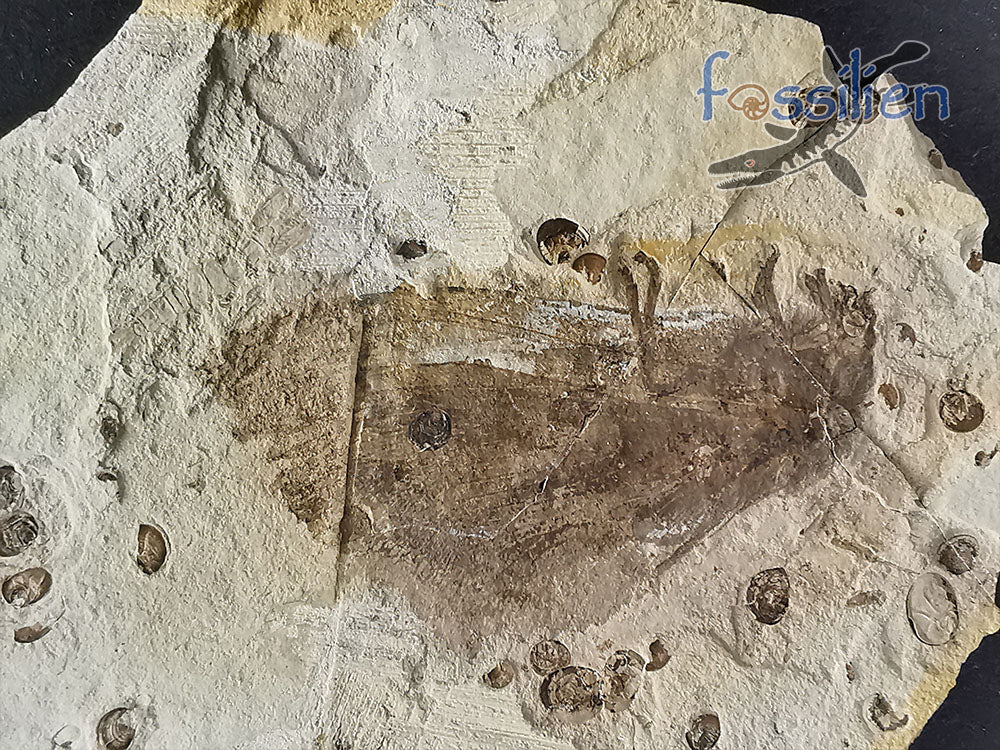 Moth fossil from Lower Cretaceous
